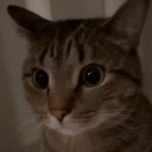 Meet your Posher, Ben